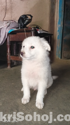 German Spiz Dog Pappy